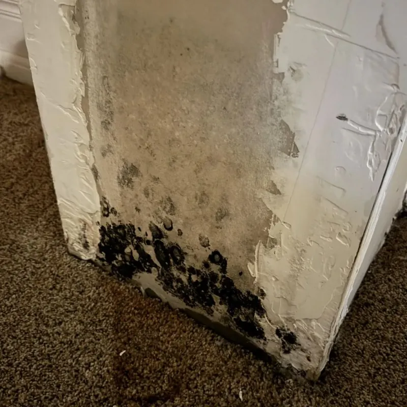 Professional Mold Removal in Hollister, MO